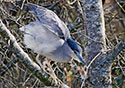 Nycticorax nycticorax